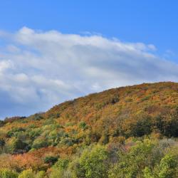 Wienerwald