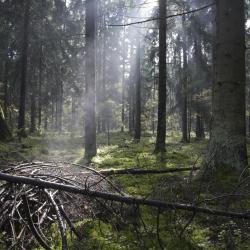 Bialowieza National Park