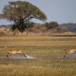 Kafue National Park 3 แกลมปิ้ง