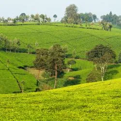 Kericho 9 holiday rentals