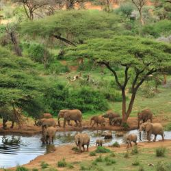 Samburu National Reserve 3 chalets