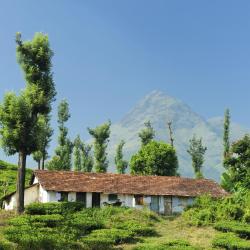 Wayanad 106 resort