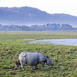 Assam