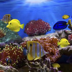 Red Sea Governorate