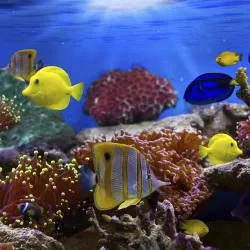 紅海県 677軒のビーチ周辺のバケーションレンタル