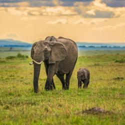 Maasai Mara National Reserve 5 cottages