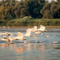 Danubio