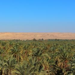 Bahariya Oasis