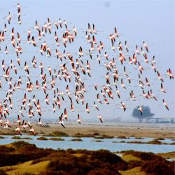 Al Khor