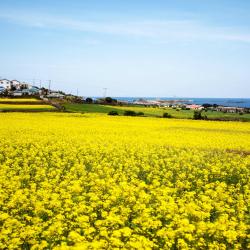 Jeju Island