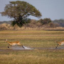 Kafue