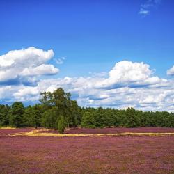 Lüneburger Heide