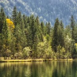Bavarian Forest 3 bungalows