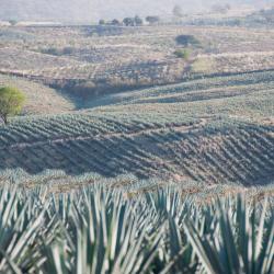 Jalisco