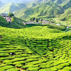 Cameron Highlands
