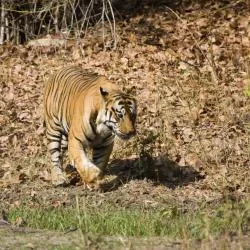 Madhya Pradesh 11軒のシャレー