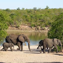 Kruger National Park 171 guest houses