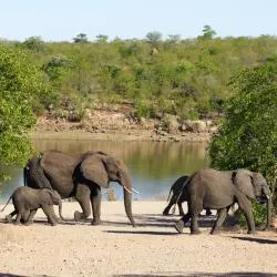 Kruger National Park 386軒のシャレー