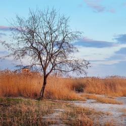 Mykolayiv Region