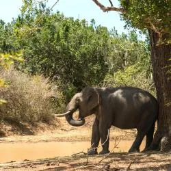 Yala National Park 31軒のコテージ