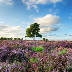 New Forest 27 bed and breakfasts