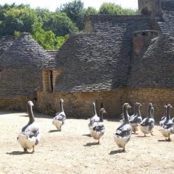 Black Perigord