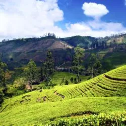 Nuwara Eliya District