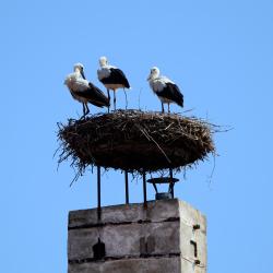 Burgenland 6 bændagistingar