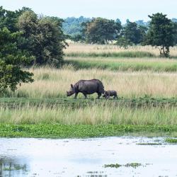 Kaziranga National Park