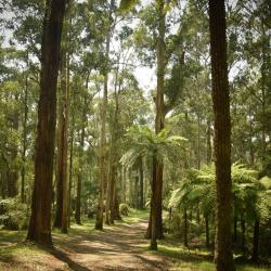 Dandenong Ranges