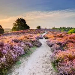 Veluwe 34軒のタイニーハウス