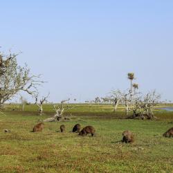 Esteros del Iberá