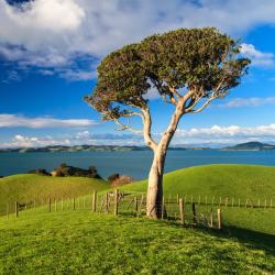 Auckland Region 3 tiny houses