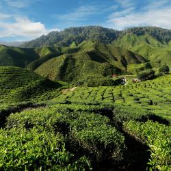Cameron Highlands 4 