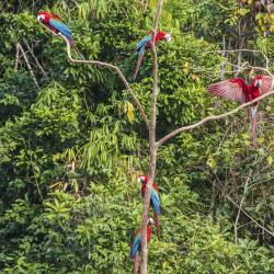 Amazonas-Regenwald