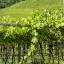 Autonoleggio economico in zona Strada del Vino