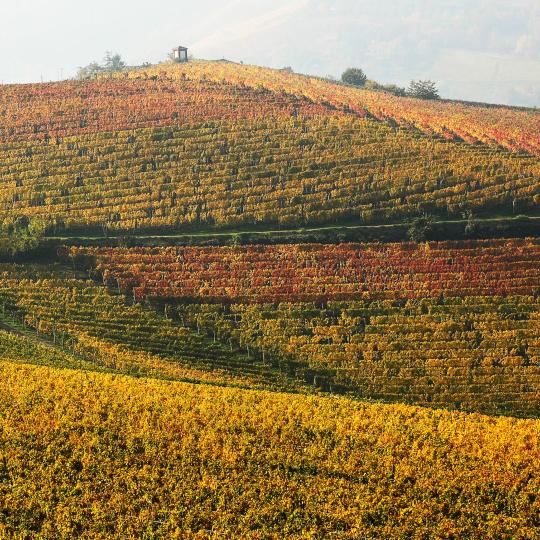 Wine itineraries in the Langhe and Montferrat areas