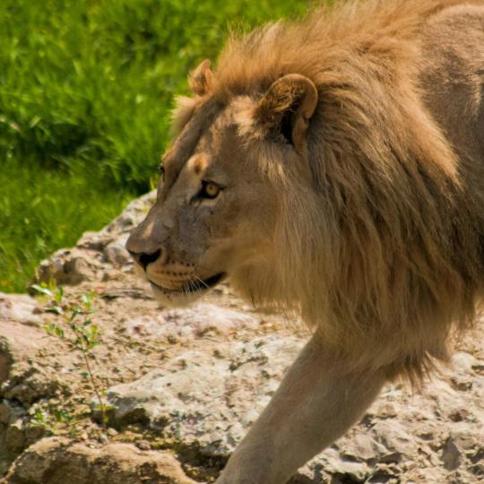 Grădina zoologică din Salzburg