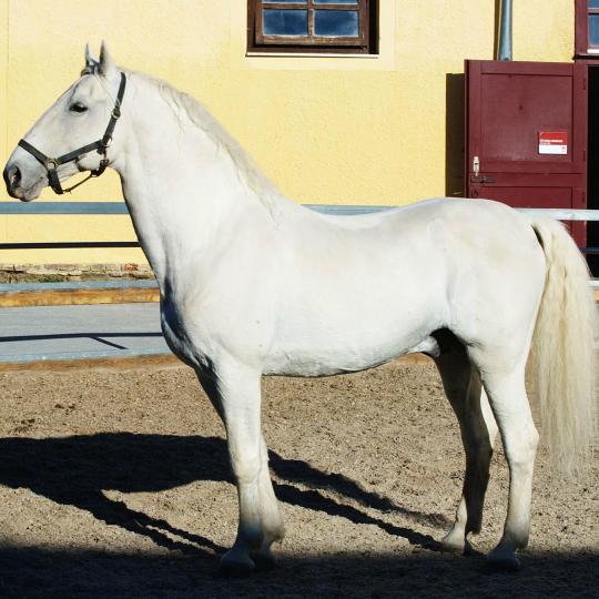 Criadero de caballos Lipizzanos en Piber