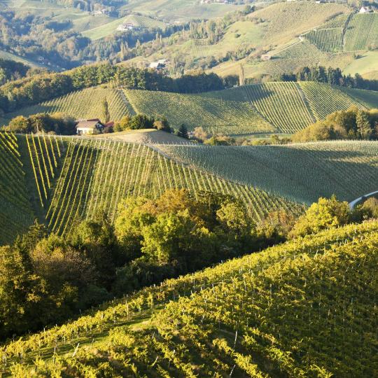 Eteläisen Steiermarkin viinitie