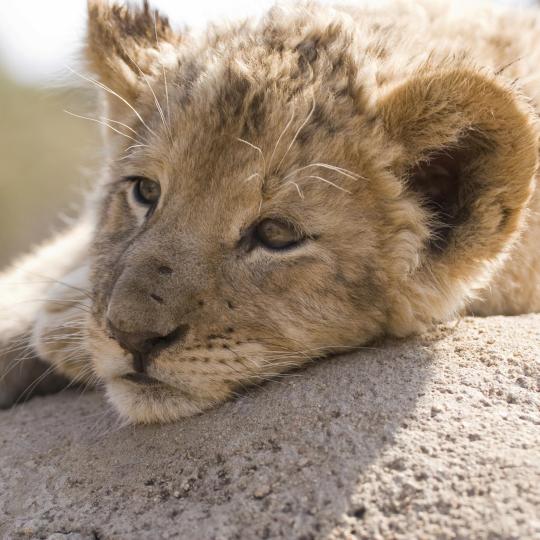 Safari por Ree Park - Ebeltoft