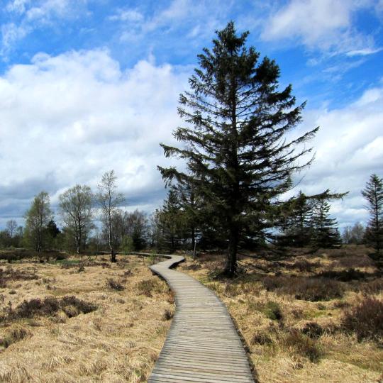 Trekking en las Hautes Fagnes