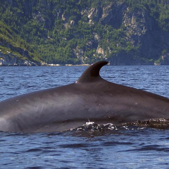 Avistamiento de ballenas en Tadoussac
