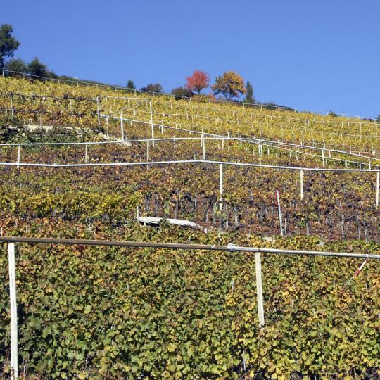 Cata de vinos en Visperterminen