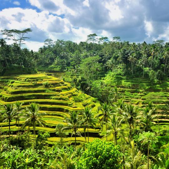 The scenic rice terraces