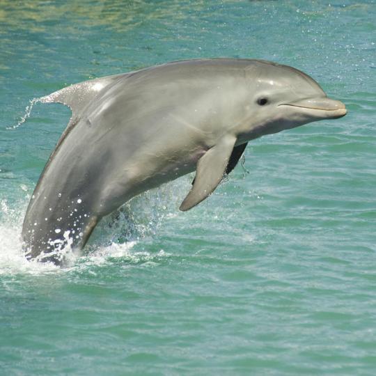 Dolphin Spotting at Dona Paula