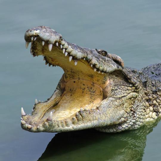 Crocodile Farm, Pierrelatte