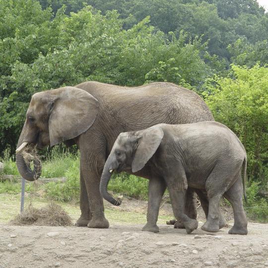 Zoológico de Pont-Scorff