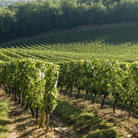 Cahors Vineyards