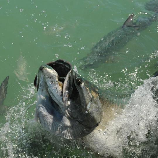 Alimentar a los sábalos